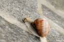 helix-pomatia-vinogradniski-polz-04.jpg