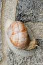 helix pomatia vinogradniski polz 05.thumbnail Vinogradniški polž   Helix pomatia