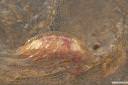 meduza-fotografije-04.jpg