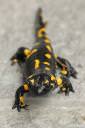 salamndra salamndra mocerad 02.thumbnail Salamandra salamandra   Močerad