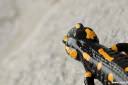 salamndra salamndra mocerad 04.thumbnail Salamandra salamandra   Močerad
