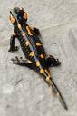 salamndra salamndra mocerad 05.thumbnail Salamandra salamandra   Močerad