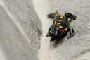 salamndra salamndra mocerad 07.thumbnail Salamandra salamandra   Močerad