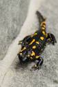 salamndra salamndra mocerad 08.thumbnail Salamandra salamandra   Močerad