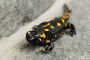 salamndra salamndra mocerad 09.thumbnail Salamandra salamandra   Močerad