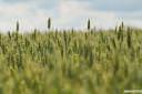 fields of green 02.thumbnail Fields of Green