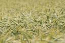 fields-of-green-06.jpg