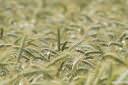 fields of green 07.thumbnail Fields of Green