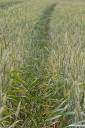 fields of green 08.thumbnail Fields of Green