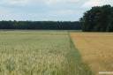 fields of green 11.thumbnail Fields of Green