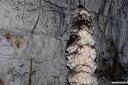 postojnska jama fotografije postojna cave photos 19.thumbnail Postojnska jama fotografije   Postojna Cave photos