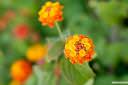 flora-fotografije-03.jpg