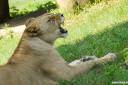 parco-natura-viva-safari-park-018.jpg
