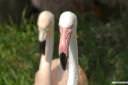 parco-natura-viva-zivalski-vrt-fotografije-002.jpg