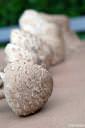 marele macrolepiota procera fotografije 01.thumbnail Pride kdo na večerjo   na marele   Macrolepiota procera