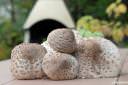 marele macrolepiota procera fotografije 03.thumbnail Pride kdo na večerjo   na marele   Macrolepiota procera
