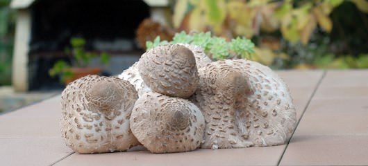 marele macrolepiota procera fotografije 04 Pride kdo na večerjo   na marele   Macrolepiota procera
