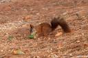 veverica fotografije sciurus vulgaris squirrel photos 02.thumbnail Pozirala mi je Sciurus vulgaris   veverica