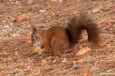 veverica-fotografije-sciurus-vulgaris-squirrel-photos-03.jpg
