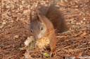 veverica fotografije sciurus vulgaris squirrel photos 05.thumbnail Pozirala mi je Sciurus vulgaris   veverica