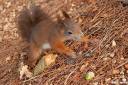 veverica fotografije sciurus vulgaris squirrel photos 06.thumbnail Pozirala mi je Sciurus vulgaris   veverica