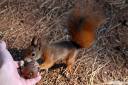 veverica fotografije sciurus vulgaris squirrel photos 11.thumbnail Pozirala mi je Sciurus vulgaris   veverica