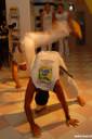 nacao capoeira photos 04.thumbnail NaÃ§Ã£o Capoeira   Fotografije