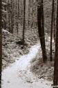 sprehod po snegu fotografije 07.thumbnail Robert Frost    Dust of Snow   sprehod po zasneženem gozdu