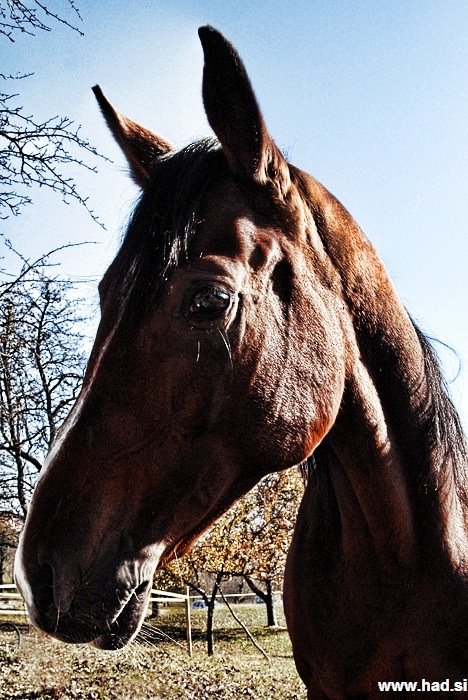 Konj - Equus caballus 06