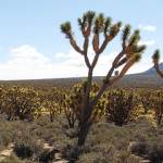 Joshua Tree Yucca brevifolia 03