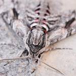 Vešča ali nočni metulj – fotografije