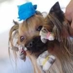 Evropska razstava psov – Euro dog show Celje – fotografije