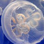 oceanographic_museum_aquarium_monaco_s