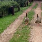 Goose (duck) attack video in ostala perjad