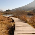 Zelenci