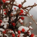 Robert Frost  – Dust of Snow – sprehod po zasneženem gozdu