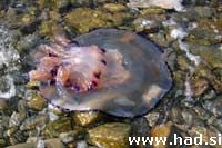  Dzinovske* meduze