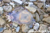  Dzinovske* meduze