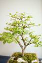 bonsai-photos-fotografije-06.jpg