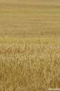 fields-of-green-10.jpg