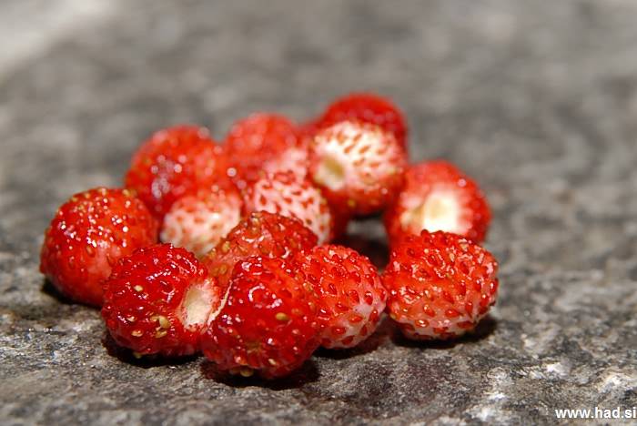 gozdne-jagode-05.jpg