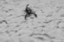 scorpion-photos-002.jpg