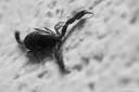 scorpion-photos-004.jpg