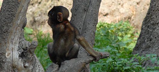 opicke-majhne-opice-fotografije-01