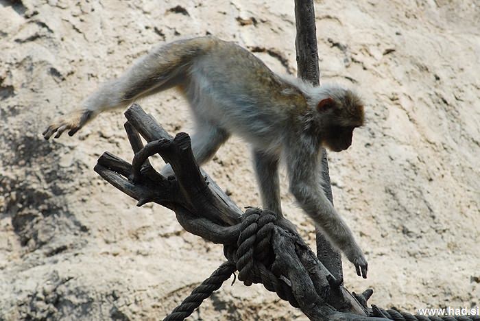 opicke-majhne-opice-fotografije-04