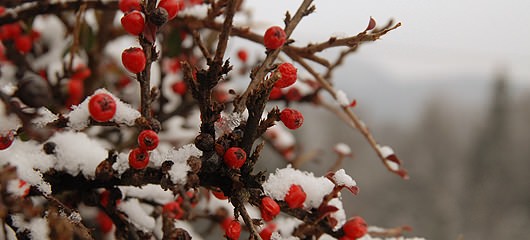 sprehod-po-snegu-fotografije-10.jpg