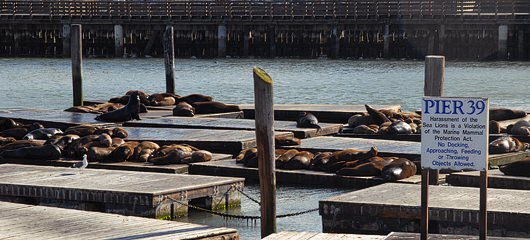 pier 39