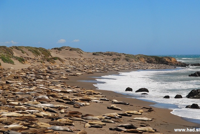 morski levi obala fotografije 08