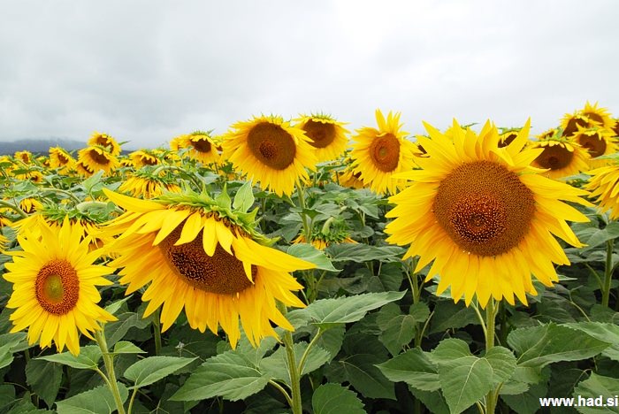 soncnice fotografije 002