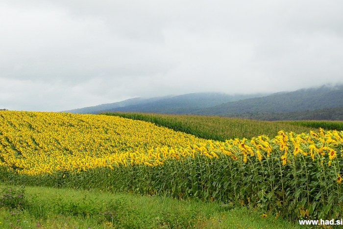 soncnice fotografije 006